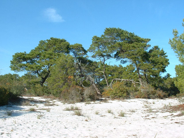 Natuurtoneel. Alles is maar nog sand. Die plek is 'n redelike nuwe natuur area en hulle probeer nog dit rehabiliteer