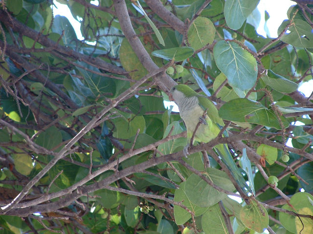 Groen papegaai in Miami
