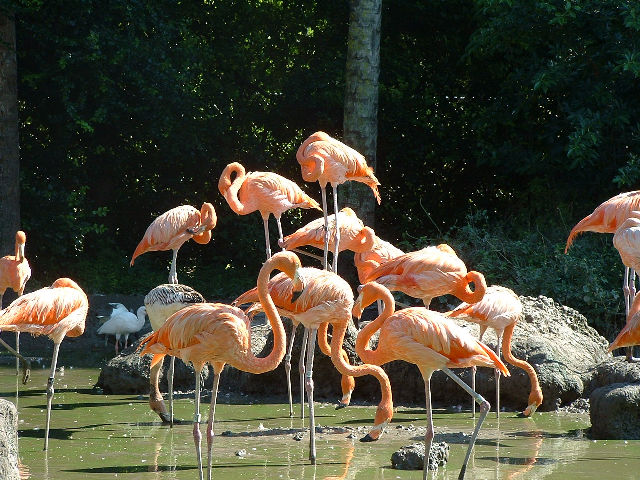 Pink Flamingo's