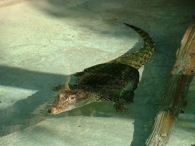 Kubaanse Krokodil