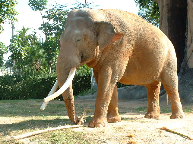 Asiatiese Olifant