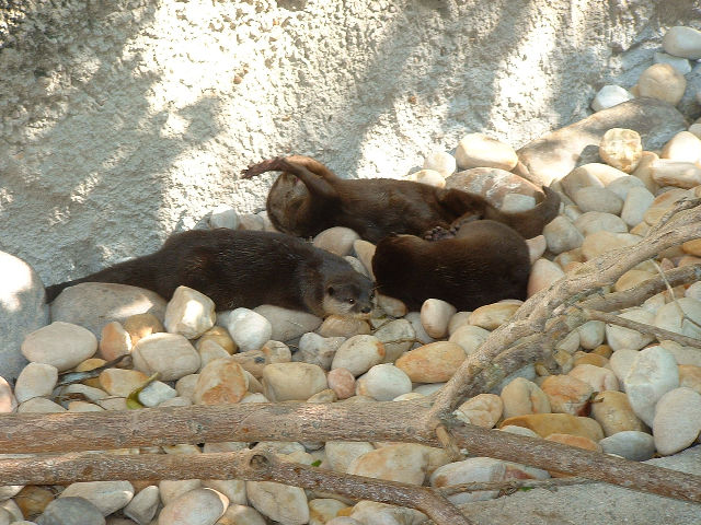 Otters