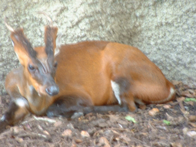 Asiatiese bokkie. Baie primitief