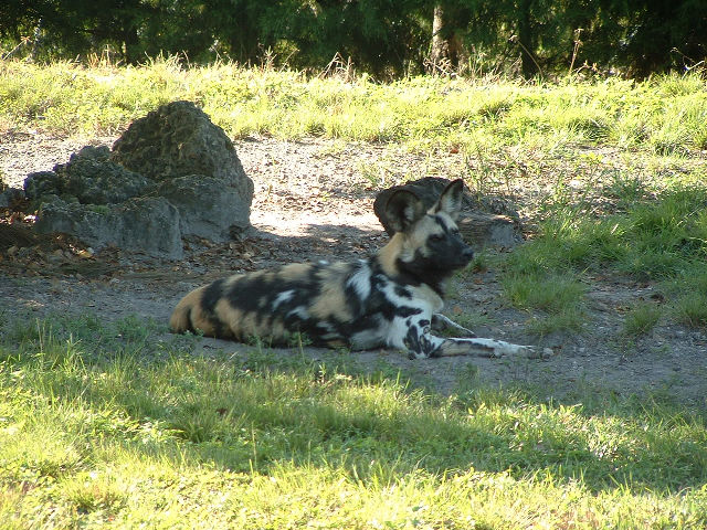 Kaapse Wilde Hond