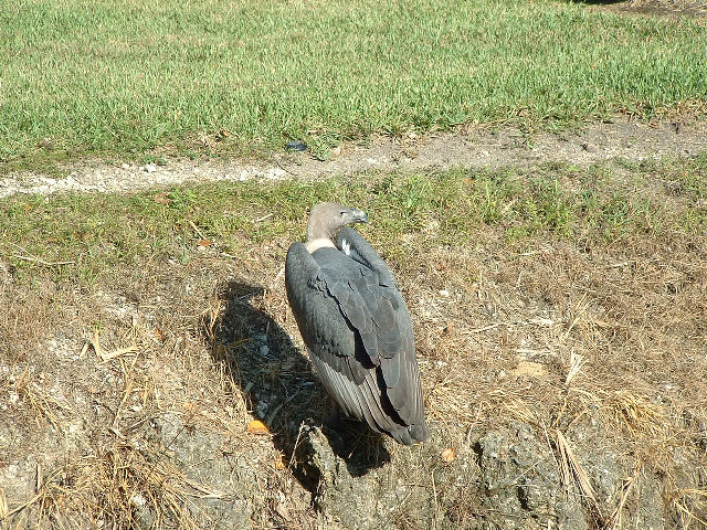 Aasvoel