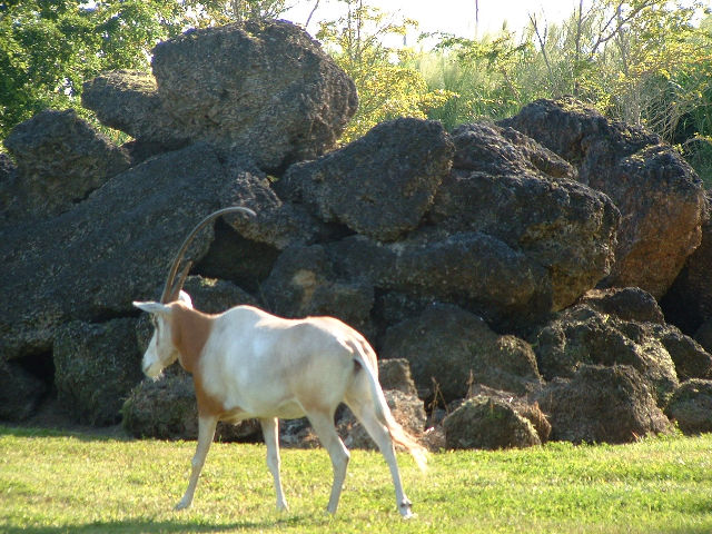 Arabiese Oryx