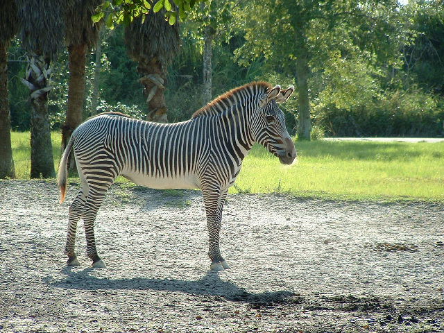Zebra