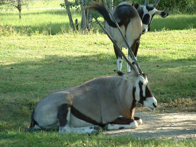 Gemsbok