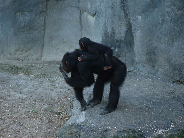 Chimpanzee en kleintjie