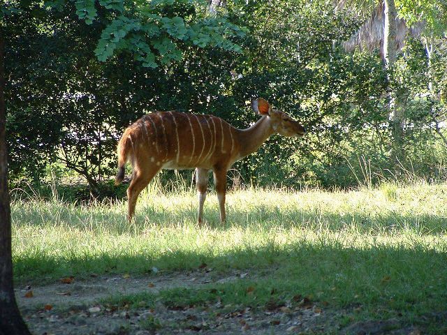 Nog 'n klein bokkie