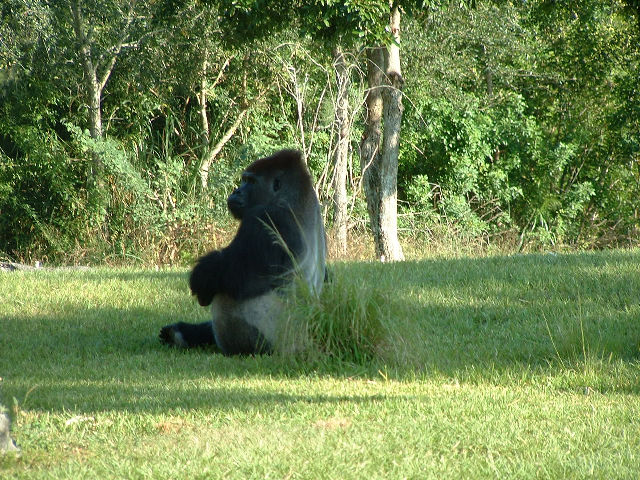 Gorilla Mannetjie