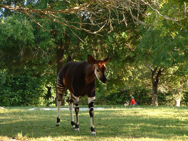 Okapi