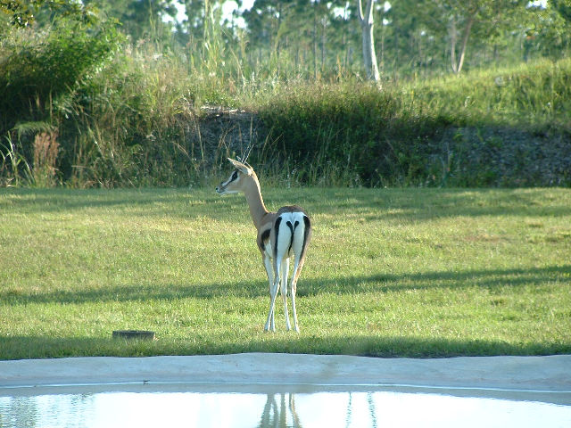Nog 'n bokkie