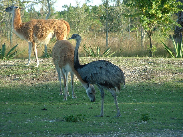 Volstruis se familie en Llama se voorouer. Slegte humeur, jaag alles rond