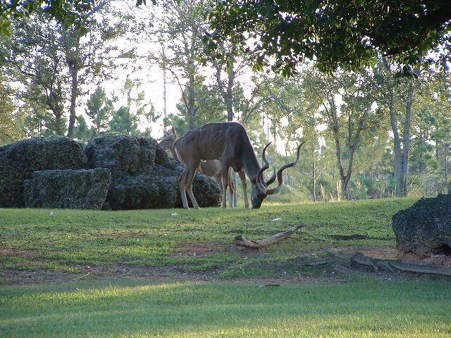 Kudu bul