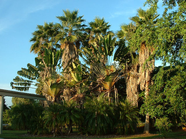 Nice palms