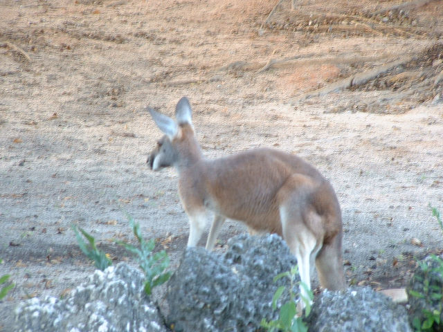 Ja, daar was ook Australianers