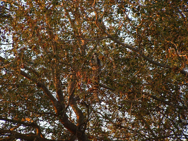 Kyk of jy die Lemur kan sien?