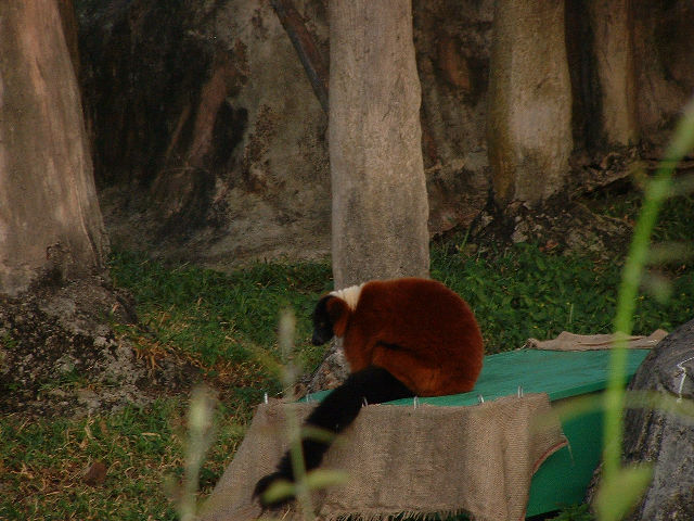 Nog 'n Lemur