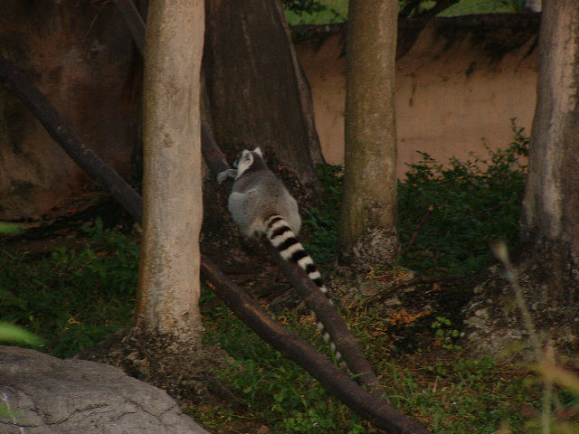 Dieselfde Lemur wat gesoek moes word